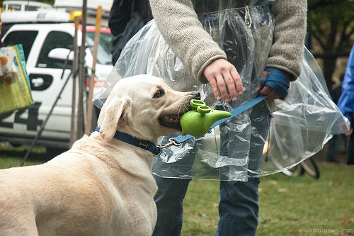 Occupy Toronto